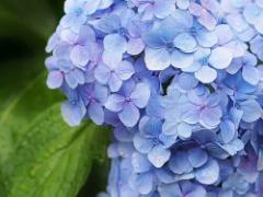 イヤな梅雨も華やかに。紫陽花ネイルでお花を咲かせましょう♩