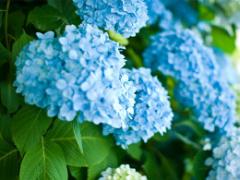 可愛すぎる"水滴ネイル"で憂鬱な梅雨の季節も乗り切ろう♡