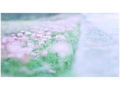 “お花探しも1つのご縁,, 日本各地の清閑なフラワーショップ5選