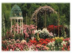 バラの香りに誘われて。10,000株のバラ庭園に行こう！