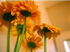 ショーパンで過ごす3months♡てろんと柔らかパンツでアクティブに夏を送る3コーディネート