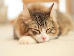 引きこもり体質のあなたへ。お家からもっと出たくなくなる休日をつくる5つのアイディア♡