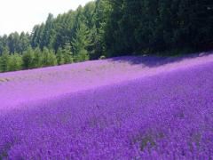 紫色の絨毯に見惚れて。世界から人が訪れる北海道の日本最大級ラベンダー畑