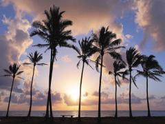 Sunrise or Daylight orSunset？どのヤシの木を指先にのせますか