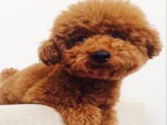 ユニークなのに繊細。maison des perlesのビーズブローチが素敵すぎる