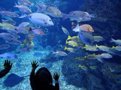 8月1日からの期間限定♡京都水族館で夏の特別アトラクション開催！