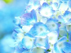 夏に咲く花（紫陽花・向日葵・朝顔）を指先に。オンナを美しくする夏花ネイルを始めまし