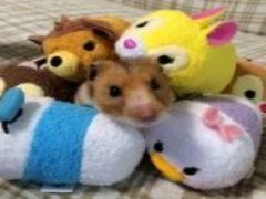 めざましTVで紹介！可愛すぎて食べれない、ちぎりパンのレシピ♡