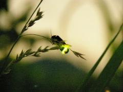 〈全国版〉人工的ではない自然の光に触れに、ホタル鑑賞spotへ行こう