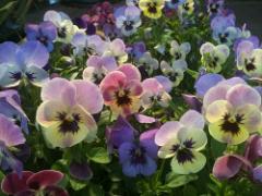 京都のランチの合言葉は “to go”！河川敷で食べたいランチボックス図鑑