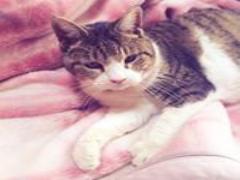 秋と夏のハーフ顔。今すぐしたい“秋ブラウン”を使った、軽やかメイクHOW TO