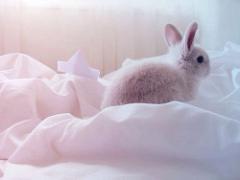 ひょっこっと指先に登場っ♡キュートな動物ネイルカタログ