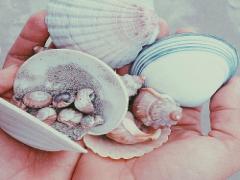 夏の思い出よ永遠に..*貝殻を使ったDIYインテリアでお洒落ルームに大変身