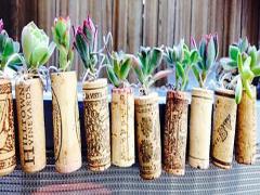 ぷっくり植物をお部屋に。“多肉植物”でリッラクスルームを作りませんか？