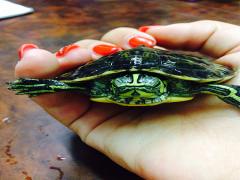 秋と言ったら”べっ甲ネイル”。爪先から秋を取り入れて♡