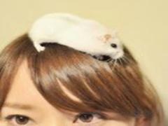 まるで芸術なチョコバナナ＊八百屋さんでも売ってるチョコバナナ事情に迫る