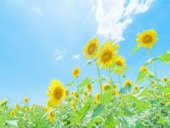 食べるのはハムスターだけじゃない！”ひまわりの種”は美人を作る種