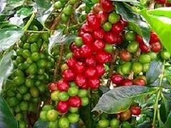 美容効果はアサイーの15倍！今注目するべき［コーヒーベリー］とは？