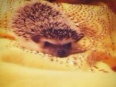 【9/9～12/27】蜷川実花×すみだ水族館が送る、「クラゲ万華鏡トンネル」が開催です。