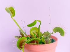 昔、教科書で見たような気が…。“食虫植物”の不思議な魅力をご紹介♩