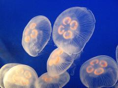 幻想的でゆらゆら漂う姿にうっとり＊くらげの展示に自信あり！な水族館に行きたい