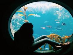 【2015夏】気分は人魚姫。大人が楽しめる夜の水族館3選
