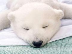 真夏のヤツにあいたい♡シロクマに会えるおすすめスポット6選