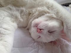 for 猫好きさんへ♡ときめき止まらぬキャットモチーフのiPhoneケース集めました