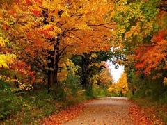 季節を感じてキュンとなる。「キンモクセイ」のアイテムで秋の香りをまとう女に。