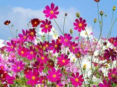 秋の訪れを感じさせる秋桜。秋を摘む “ チョコレートコスモス ” ネイルが気分