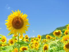 〔関西〕乙女の真心を思い出させる。秋のコスモス畑おすすめ4選