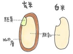 その一杯を変えるだけ。白米→玄米で食事制限とはおさらばしましょ♡