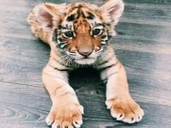 どんな雰囲気にも変幻自在！4種のアニマル柄ネイルデザイン