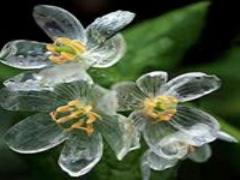 まるでガラス細工のような美しさ。透明の花を咲かせるサンカヨウ。