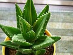 アロケア始めました！アロエのしぼり汁コスメで肌荒れ・乾燥とおさらば♩