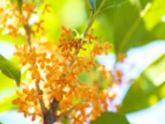 ヘアや肌でも秋を感じたい。秋の香りの代名詞"キンモクセイ"の香水みつけました