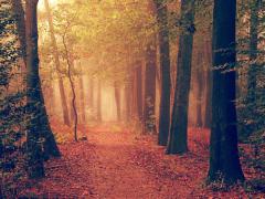 ‘センチメンタル’を愉しむ、秋冬。浸りたい日の映画・漫画・小説特集