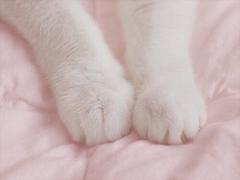 「つかまえて離せなくなるよ。」ふわ！もち！すべすべな手のつくりかた。