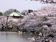 桜の名所・上野公園のお花見をもっと楽しむ！