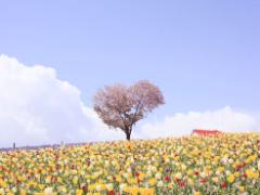 人気の春ネイル集めました＊オンナを上げるには指先から♡