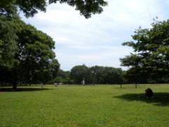 今年は代々木公園でお花見♡たくさんの緑と桜を！