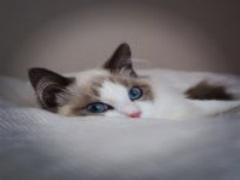 〔全国〕懐かしさと景色を求めて乗りたい。"路面電車"が溶け込む素敵な町