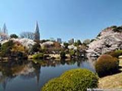 幅広い世代から愛される！新宿御苑で大人なお花見を♡