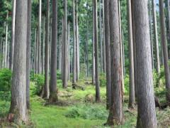 けずって、みがいて。ヒトテマキットが届ける木のぬくもりとつくる喜び