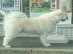 抹茶好き必見！ありえないほど濃い、ななや世界一のジェラートが浅草に上陸