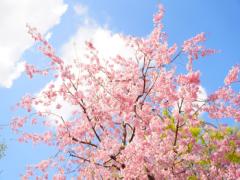 ピンクの世界に包まれて♡この春のお花見は横浜に決まり！