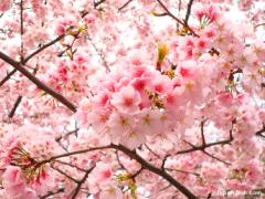 あの桜の名所はいつが見頃？時期別！関東の「日本さくら名所100選」