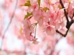 感動をシェア♡大阪の桜名所巡りをして気分リフレッシュ！