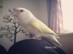 どんな顔型にも小顔効果。ひし形《黄金バランス2：3》のルールを守ろう。