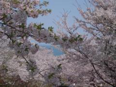 【福岡】ピンクの世界♡有名お花見スポット